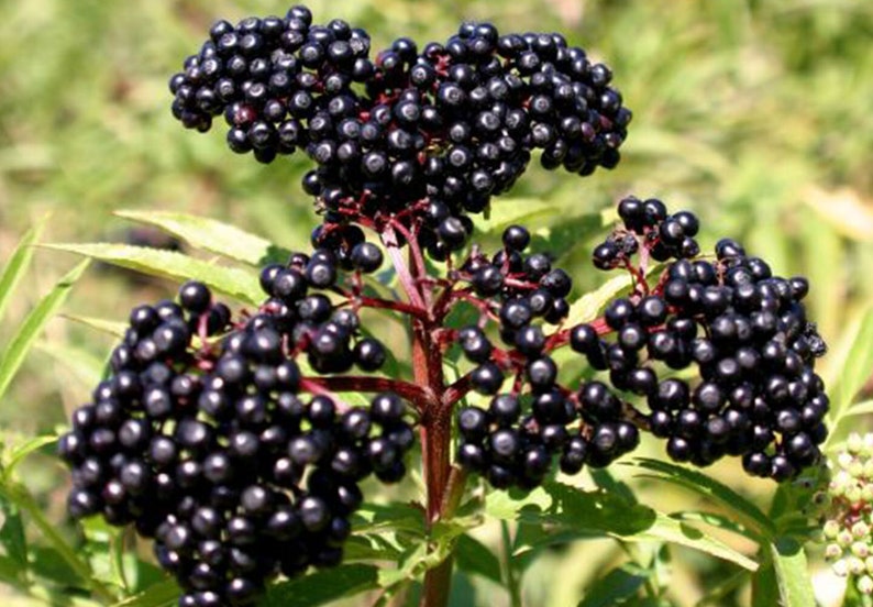 Organic DWARF ELDER BERRIES | Sambucus Ebulus | Elder berries Tea | Herbal Tea | Dried Berries | Organic Herbs | Vitamin | Herba | Tea